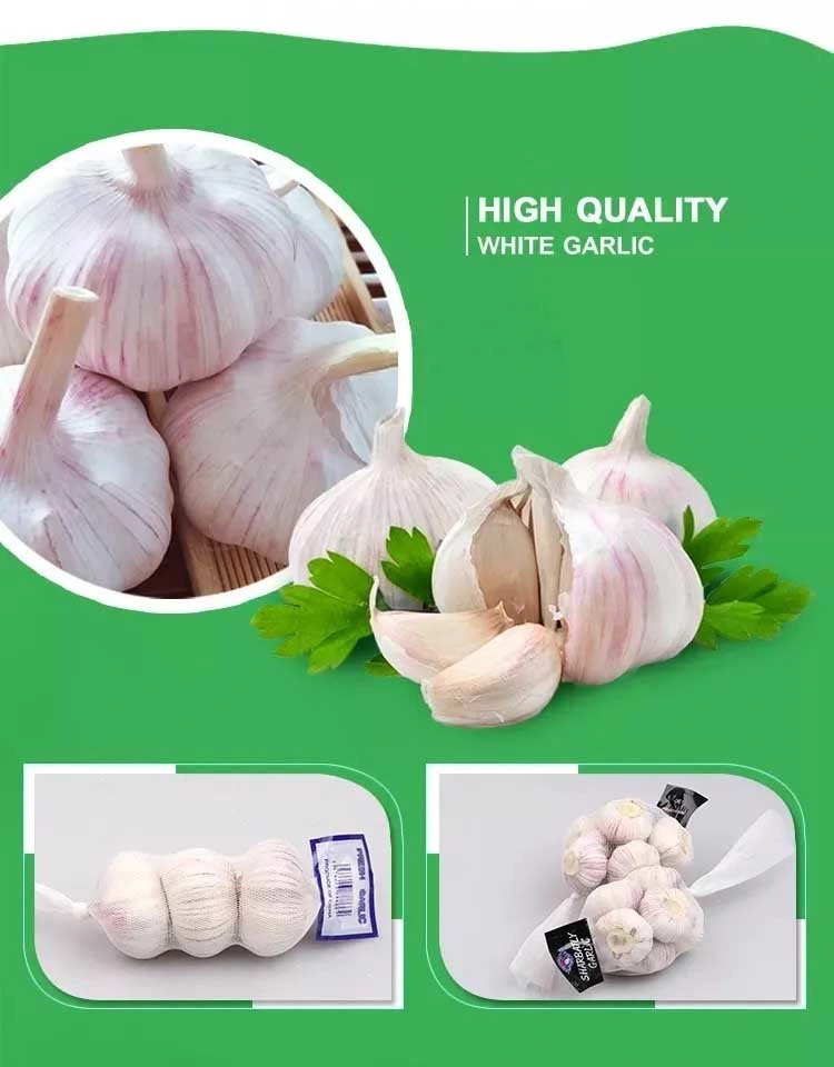 Wholesale New Fresh Garlic Supplier Normal White Garlic Dehydrated Garlic