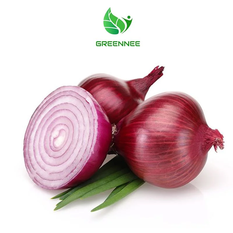 100% Natural Onion Powder Onion Extract Powder