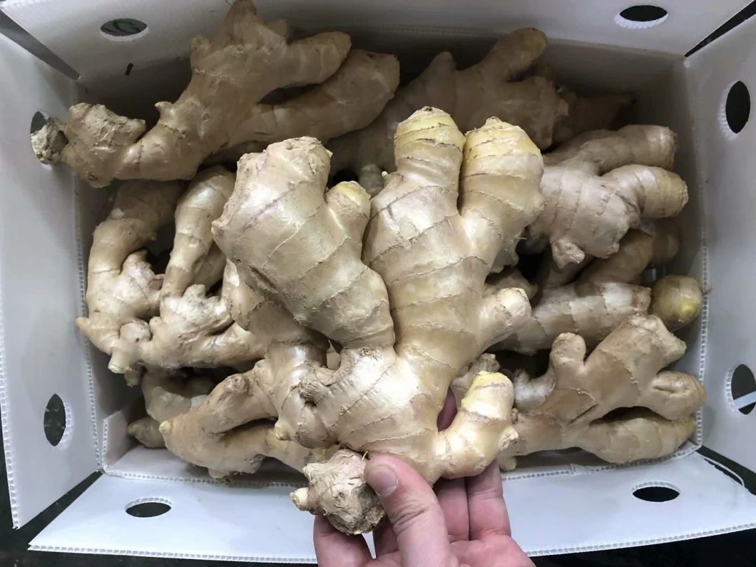 New Crop High Quality Fresh Air Dried Ginger Food From China Shandong