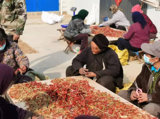 Direkt vom Herkunftsort geliefert, können mehrere Sorten getrockneter Chilis ausgewählt werden